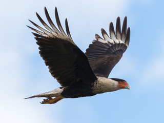 águila