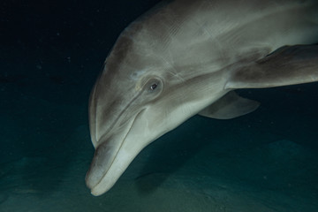 Dolphin swimming with divers in the Red Sea, Eilat Israel