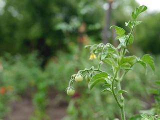 Tomato plant with a yellow flower and tiny green tomato fruits growing on it.