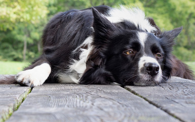 Close up a funny border collie puppy dozing on the table