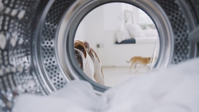 View Looking Out From Inside Washing Machine To Pet English Bulldog And Chihuahua Looking Through Door