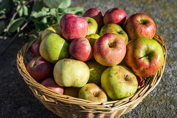 Basket full of red juicy apples scattered in autumn garden