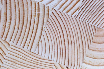 The cut wood with the texture and growth rings.