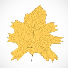 Floral frame design. Isolated leaf illustration element. Silhouette vector. Eco design vector illustration. Organic texture. Leaf nature icon