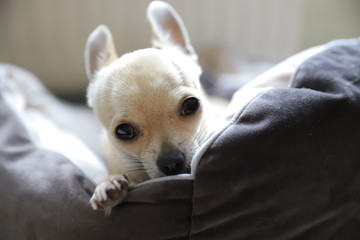 Mini beige chihuahua dog,  closeup portrait puppy