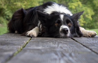 Close up portrait of a cute and funny border collie puppy lying on the wooden table