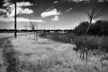 Black and white landscape