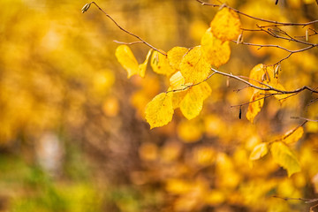 yellow hazel leaves taken in October leaf fall