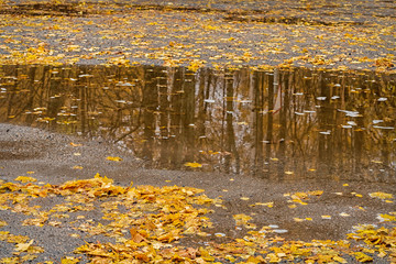 reflection of trees and leaves in a puddle, shot in October leaf fall