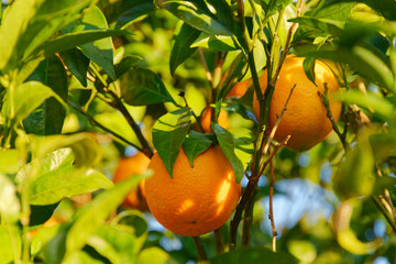 Orangen am Baum
