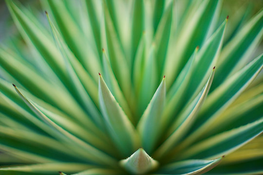 Extreme close up green aloe vera plant