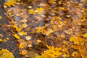 reflection of trees and leaves in a puddle, shot in October leaf fall