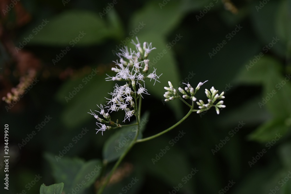 Poster eupatorium makinoi (boneset) flowers / eupatorium makinoi (boneset) grows on a sunny meadow and bloo