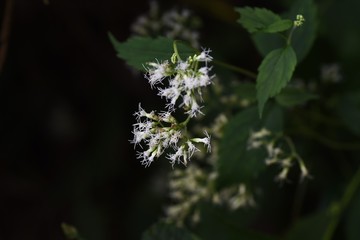 Eupatorium makinoi (Boneset) flowers / Eupatorium makinoi (Boneset) grows on a sunny meadow and blooms white tubular flowers in the fall.