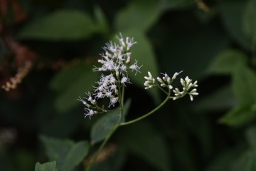Eupatorium makinoi (Boneset) flowers / Eupatorium makinoi (Boneset) grows on a sunny meadow and blooms white tubular flowers in the fall.