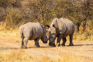 two rhino in forest namibia