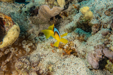 Clownfish in the Red Sea Colorful and beautiful, Eilat Israel