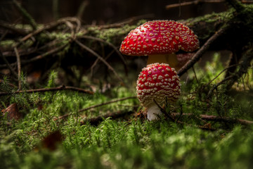 Fly agarics