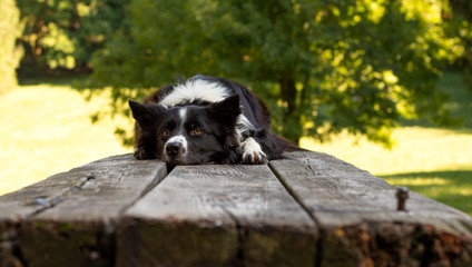 Naklejka na ściany i meble A cute border collie puppy lying on the wooden table