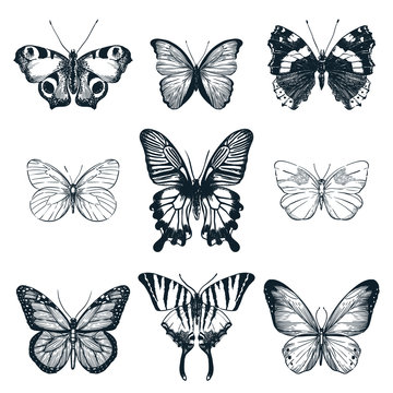 Butterflies set. Vector sketch illustration. Creative summer or spring insects collection isolated on white background.
