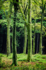 idless woods in cornwall england uk near truro 