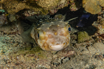 Fish swim in the Red Sea, colorful fish, Eilat Israel