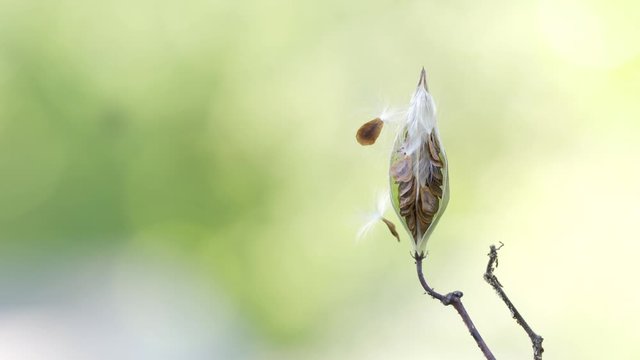 Milkweed seed pod opened up and releasing seeds into the air as part of the life cycle of plants. Milk weed seed pod with shallow depth of field