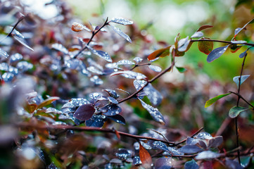 After rain Water Drops on dark leaves in the park. Sparkle of Droplets on surface leaf. Natural...