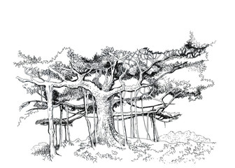 Obraz premium Banyan tree, a small grove. Blank for decoration.