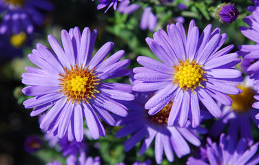 Obraz premium flowers on green background