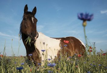 Portrait horse grazing in sunny rural field with wildflowers