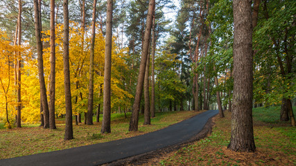 beautiful view of a morning autumnal multicolor park with bright yellow foliage, sunlight and a winding asphalt pedestrian road up to a hill between trees
