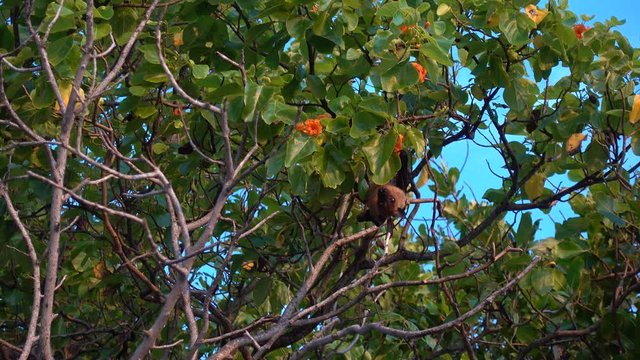 Indian flying fox (Pteropus medius) on a tree, Maldives. 4K stock video footage