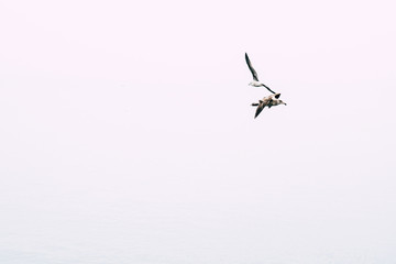 Aves voando