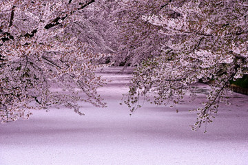 弘前城の満開の桜と一面に浮かぶ花びら