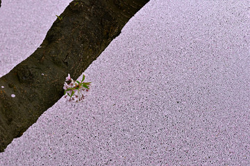 落花した花びらと桜の幹、桜の造形
