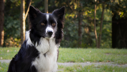 Close up of a beautiful look of a border collie puppy
