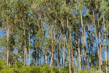 Eukalyptuswald in Portugal