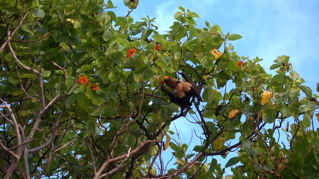 Indian flying fox drinking flower nectar, Maldives. 4K stock video footage