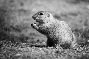 European ground squirrel, Spermophilus citellus, aka European souslik. Small cute rodent in natural habitat