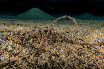 Coral reefs and water plants in the Red Sea, Eilat Israel