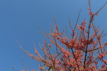 Folhagens