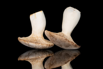 Group of two whole fresh creamy king trumpet mushroom isolated on black glass