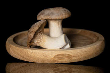 Group of two whole fresh creamy king trumpet mushroom on bamboo plate isolated on black glass © PIXbank