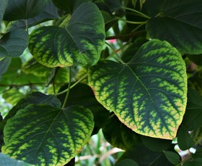 green leaves of tree