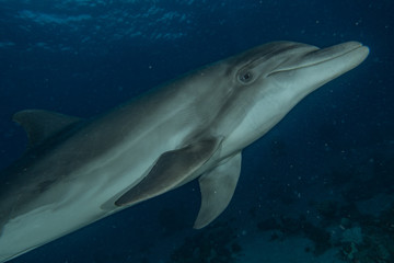 Fototapeta premium Dolphin swimming with divers in the Red Sea, Eilat Israel