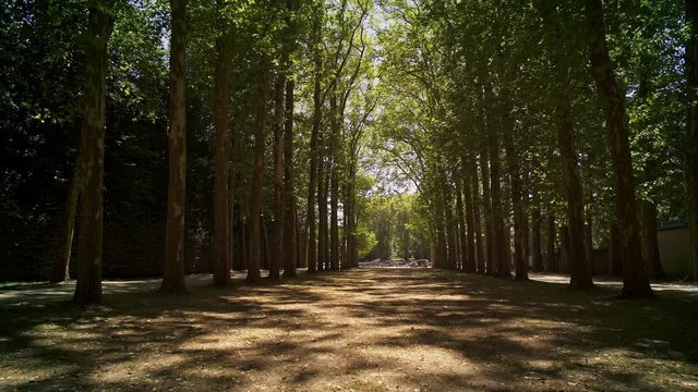Low angle handheld tracking dolly shot in Versailles gardens between woods in forest in France at sunny day in spring