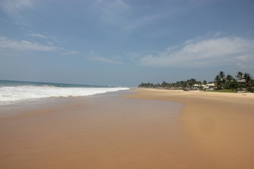 The ocean and palm trees