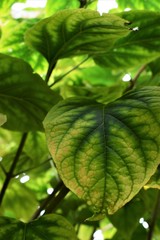 green leaves on background