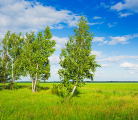 Fototapeta na wymiar trees in the middle of the green field